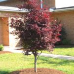 تصویر یک درختچه افرا قرمز ایستاده (ژاپنی) در حیاط خانه