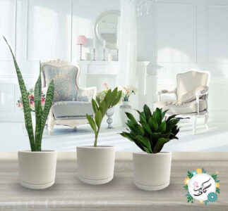 مجموعه پیشنهادی ویژه