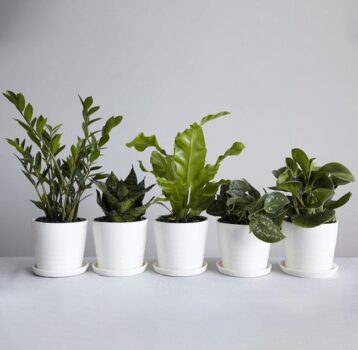 تصویر 5 گلدان سفید رنگ با گیاهان سبز رنگ