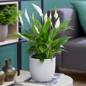 تصویر محصول گیاه اسپاتی فیلیوم در گلدان سفید
