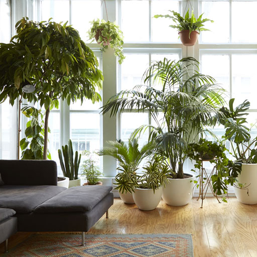 عکس تزیینی از انواع گیاهان آپارتمانی در فضای خانه